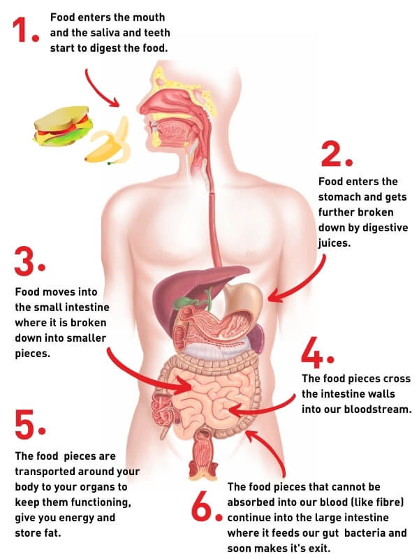 how-food-is-converted-into-energy-in-our-body-metabolism-youtube